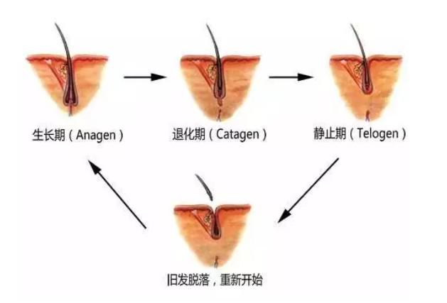 头发每个月长多少？