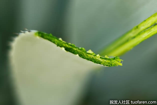 【组图】芦荟凝胶和芦荟汁之间的区别