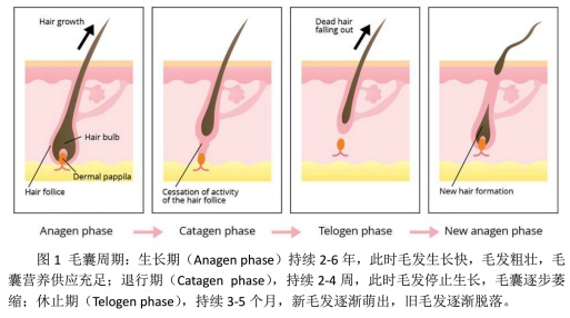 拉发测试：你是否存在脱发危机？