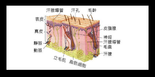 如何保养头皮？了解头皮属性并选择适合自己头皮的洗发水是关键!