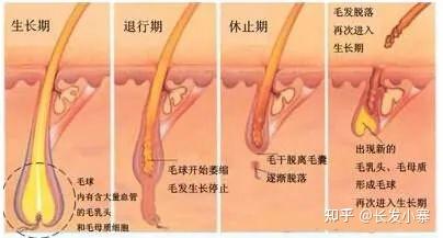 长发小寨-脱发多久能长出来，做到这几点情况大大改观！