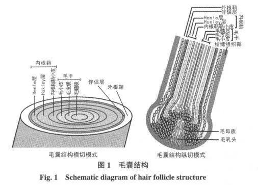 头发出现这种现象是脱发的前兆？快看看你有没有！