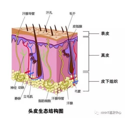 植发安全吗？忽忽不知头上事术后已是镜中人！