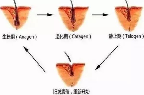 植发加密技术究竟对原生发有无损害？安全？