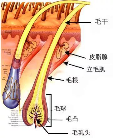 上午植发，下午就能上班！