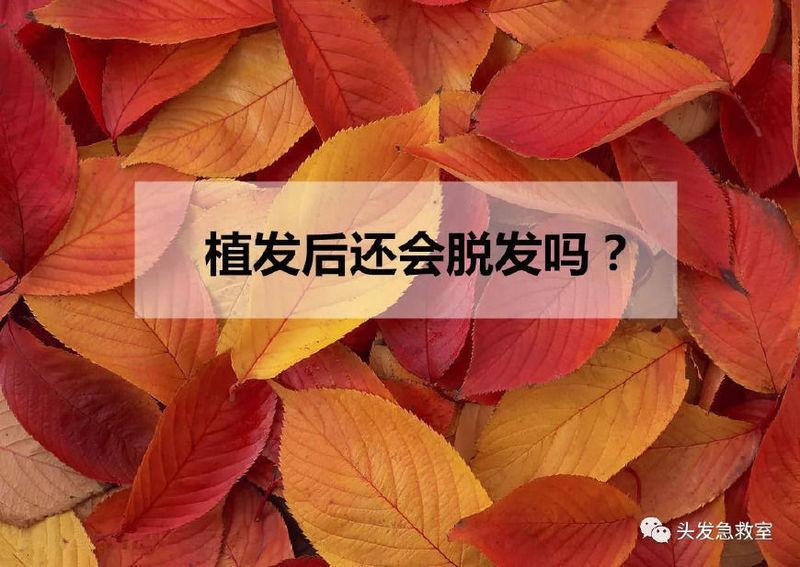 植发后的头发还会脱吗？