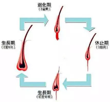 植发后一定会经历脱落期吗？会不会脱光？