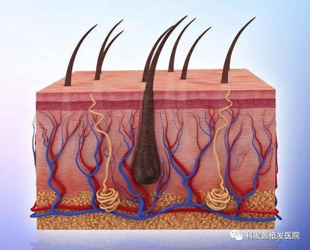 微针植发可以治疗疤痕性脱发吗？