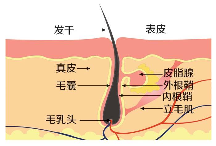 什么时候可以去植发？