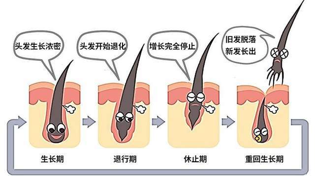 头发会秃都知道，那眉毛、腋毛会秃吗？