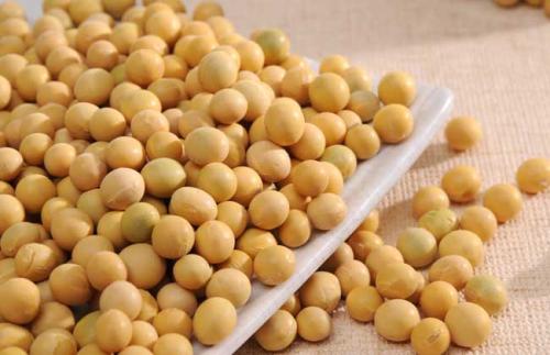 每天吃黄豆能治疗脱发吗