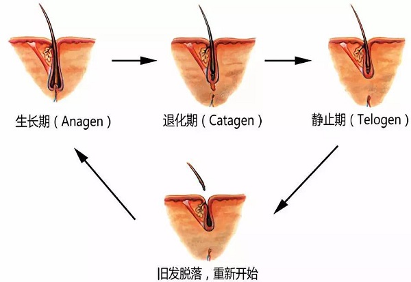 米诺地尔治疗脱发的原理