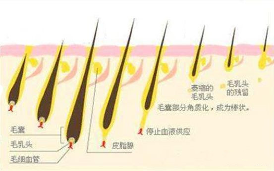 毛囊真的会坏死吗