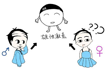 为什么男人比女人更容易秃顶？