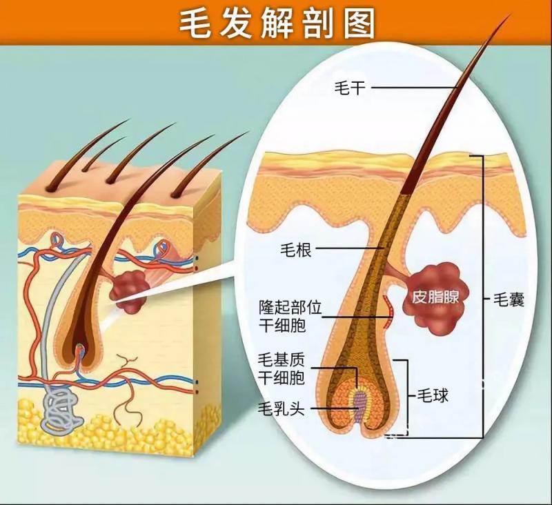 毛囊闭合还有得救吗？毛囊闭合还有得救吗？