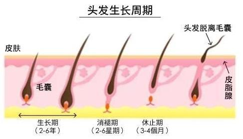 毛囊已经萎缩生发功能不全，你是不是就只能等秃了？