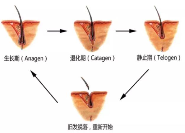 使用米诺地尔出现狂脱期，怎么办？