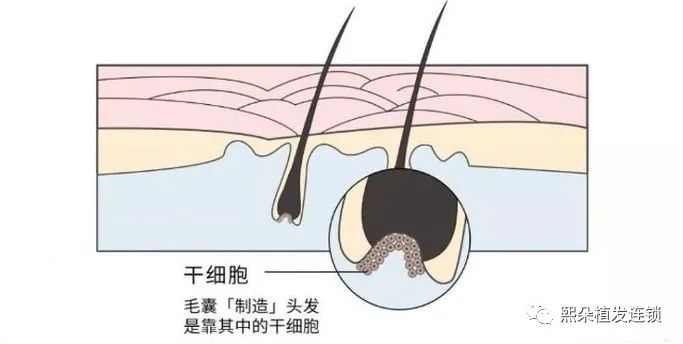 脱发真相：衰老导致毛囊干细胞分裂异常！