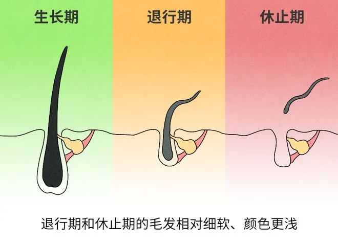 用螺内酯治脱如何发挥出最大效果？关键要看这几点！