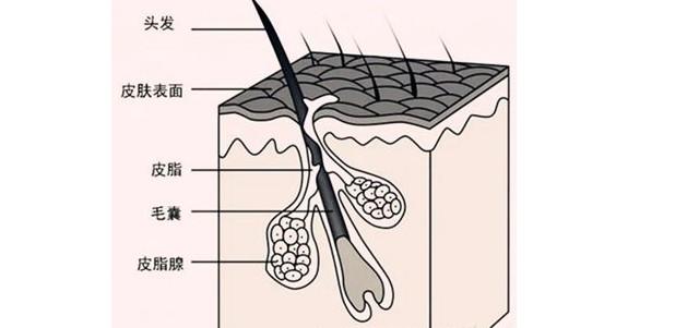 头发的三大层 、四大键，这些冷知识，你知道多少？