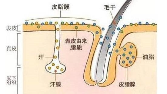 头发上的小白点是什么，是毛囊掉了吗？