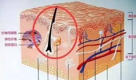 我们经常掉头发，根部的小白点到底是什么？