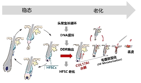 大麦微针植发&悦白之几战略合作 胶原入局毛发市场