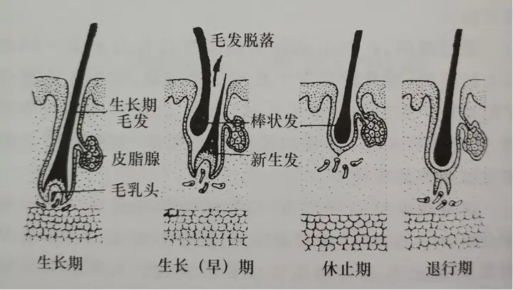 植发后还在脱发？别怕，正常现象~