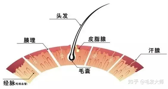 毛囊检测是什么，为什么要做呢？