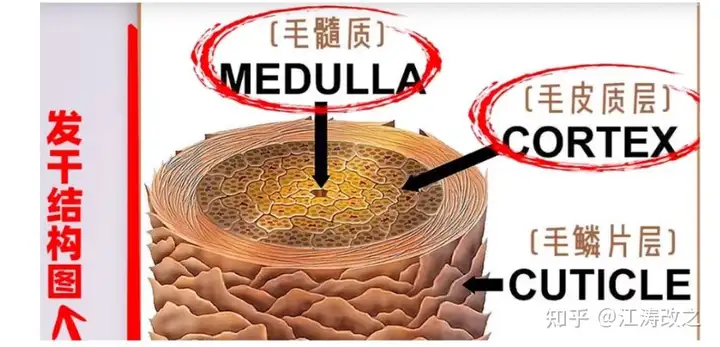 烫发染发会导致脱发吗？关于常见脱发诱因的探讨