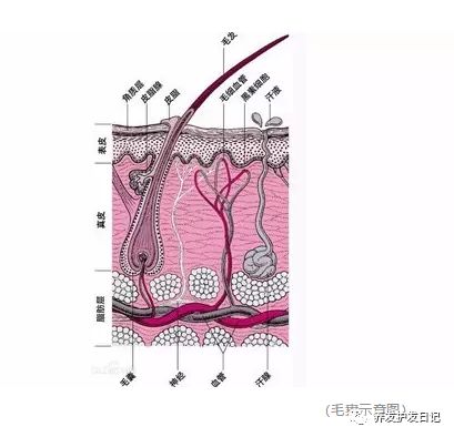 毛囊根部的小白点，是毛囊吗，好害怕哦！