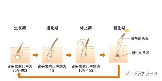 每天掉多少根头发正常？如何判断自己是否是雄性激素脱发？