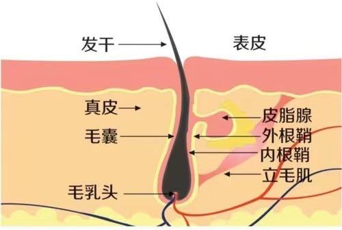 【健康科普】有关脱发的常见问题