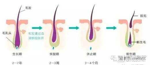 【健康科普】有关脱发的常见问题