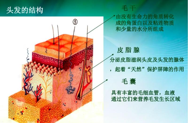 头发的三大层 、四大键，这些冷知识，你知道多少？